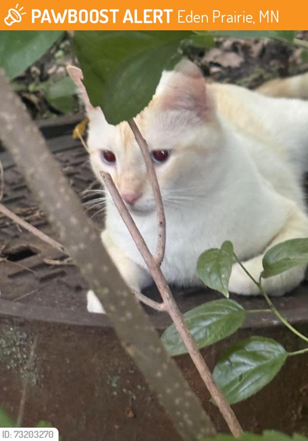 Found/Stray Unknown Cat last seen Rish marsh lake park, Eden Prairie, MN 55344
