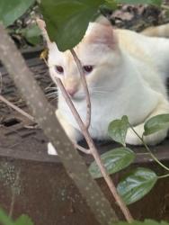 Found/Stray Unknown Cat last seen Rish marsh lake park, Eden Prairie, MN 55344