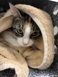 Shelter Stray Female Cat last seen Near, 2600 S Harding St, Indianapolis, IN 46221, USA