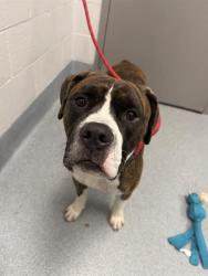 Shelter Stray Male Dog last seen Near, 2600 S Harding St, Indianapolis, IN 46221, USA