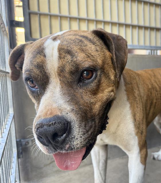 Shelter Stray Male Dog last seen WUESTE RD & OTAY LAKES, 130 Beyer Way, Chula Vista, CA 91911, USA