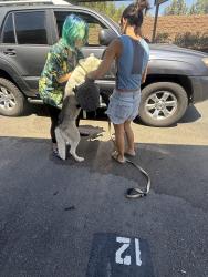 Reunited Female Dog last seen Westbrook apmts, Riverside, CA 92505