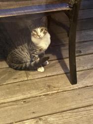 Found/Stray Unknown Cat last seen East 38th Street. and Linwood, Oakland, CA 94602