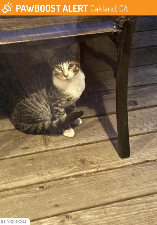 Found/Stray Unknown Cat last seen East 38th Street. and Linwood, Oakland, CA 94602