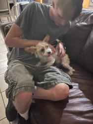Found/Stray Male Dog last seen Warm Springs in Durango, Las Vegas Valley, NV 89113