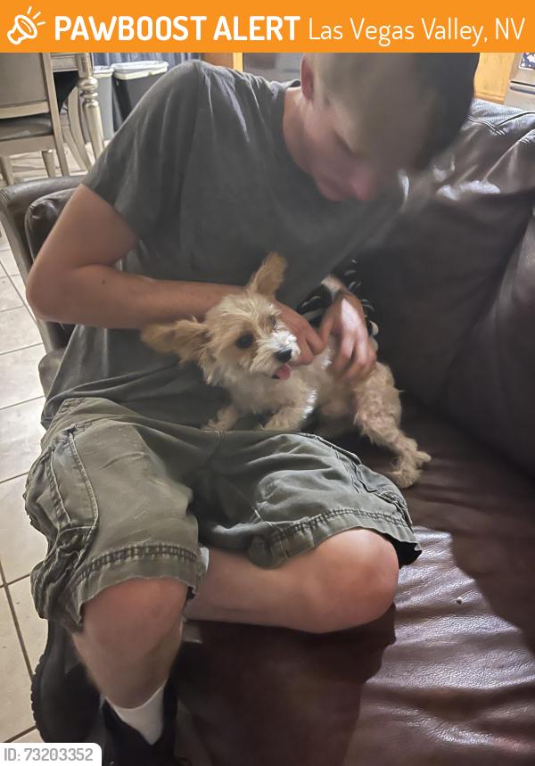 Found/Stray Male Dog last seen Warm Springs in Durango, Las Vegas Valley, NV 89113