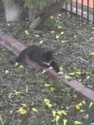 Found/Stray Unknown Cat last seen In front yards, Los Angeles, CA 91342