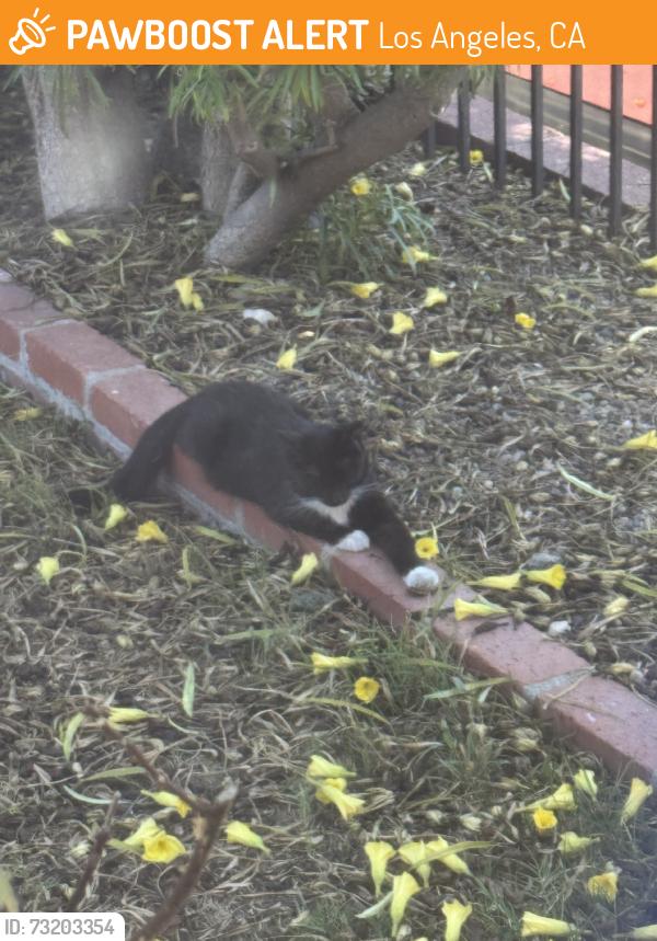 Found/Stray Unknown Cat last seen In front yards, Los Angeles, CA 91342