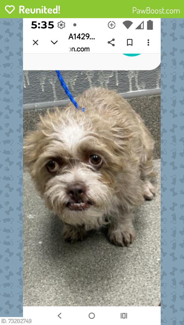 Reunited Female Dog last seen East lake Mead bl at nellis boulevard, Sunrise Manor, NV 89156