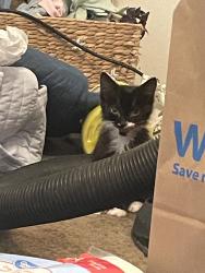 Lost Female Cat last seen Rawson & 9th ST, Sanger, CA 93657