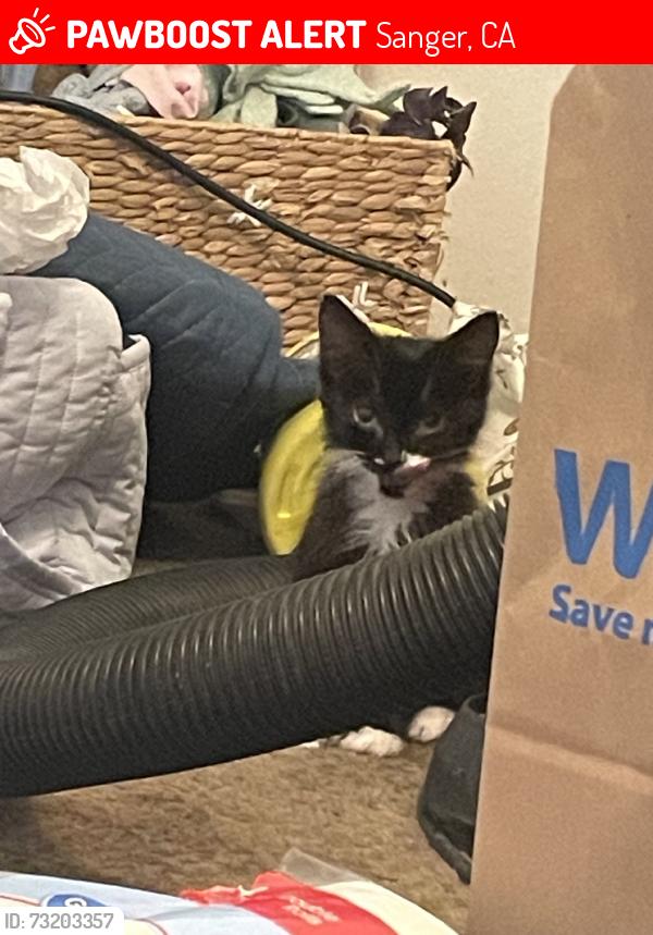 Lost Female Cat last seen Rawson & 9th ST, Sanger, CA 93657