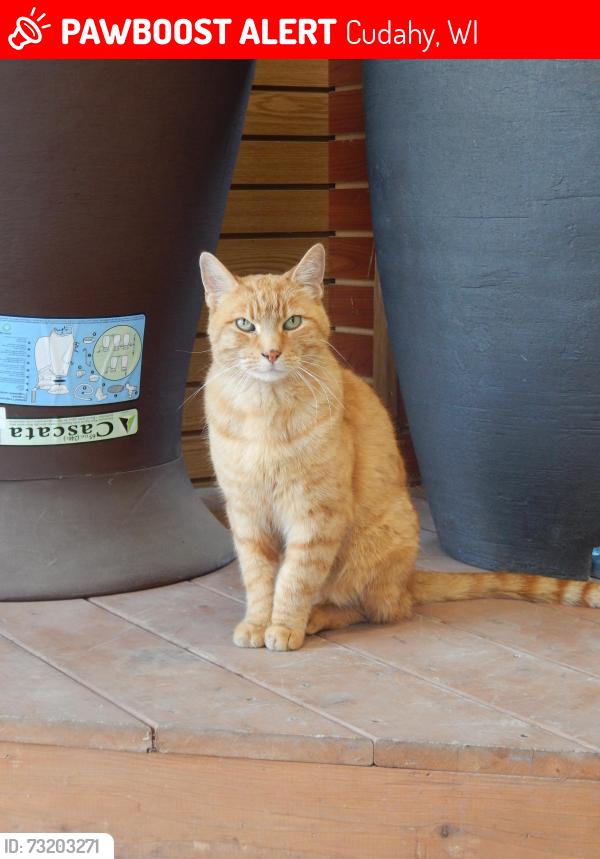 Lost Female Cat last seen S Packard Ave & E Bottsford Ave, Cudahy, WI 53110