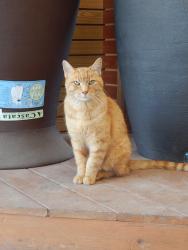 Lost Female Cat last seen S Packard Ave & E Bottsford Ave, Cudahy, WI 53110