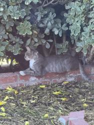 Found/Stray Female Cat last seen Sylmar , by cathy st and gridley st., Los Angeles, CA 91342
