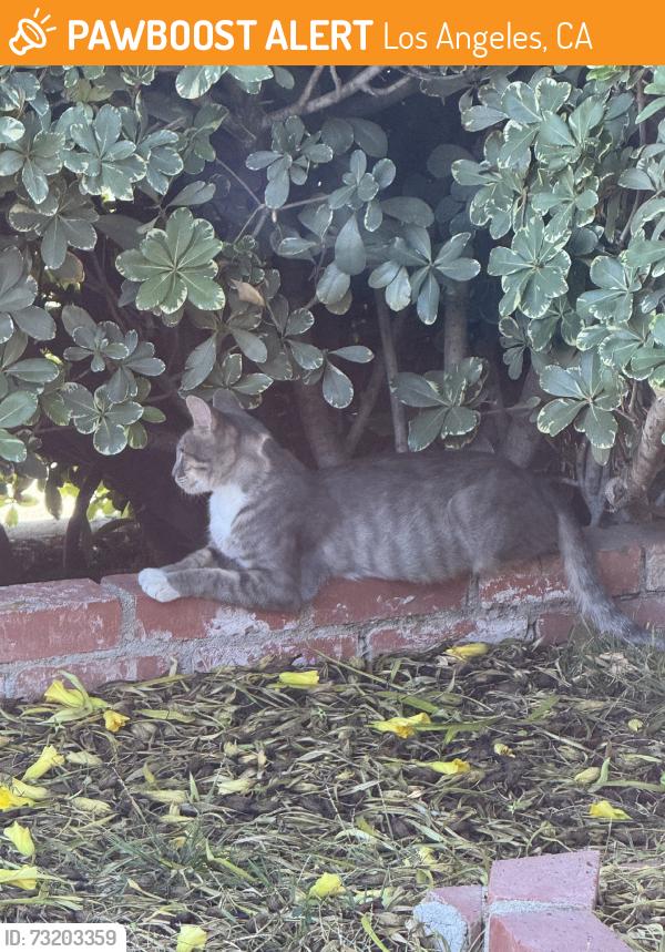 Found/Stray Female Cat last seen Sylmar , by cathy st and gridley st., Los Angeles, CA 91342
