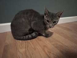 Found/Stray Male Cat last seen Near Tower Rd & Sunridge Dr, just off Hwy 21 in Hillsboro, MO. Near the cell tower., Meramec Township, MO 63051