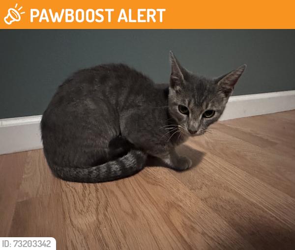 Found/Stray Male Cat last seen Near Tower Rd & Sunridge Dr, just off Hwy 21 in Hillsboro, MO. Near the cell tower., Meramec Township, MO 63051