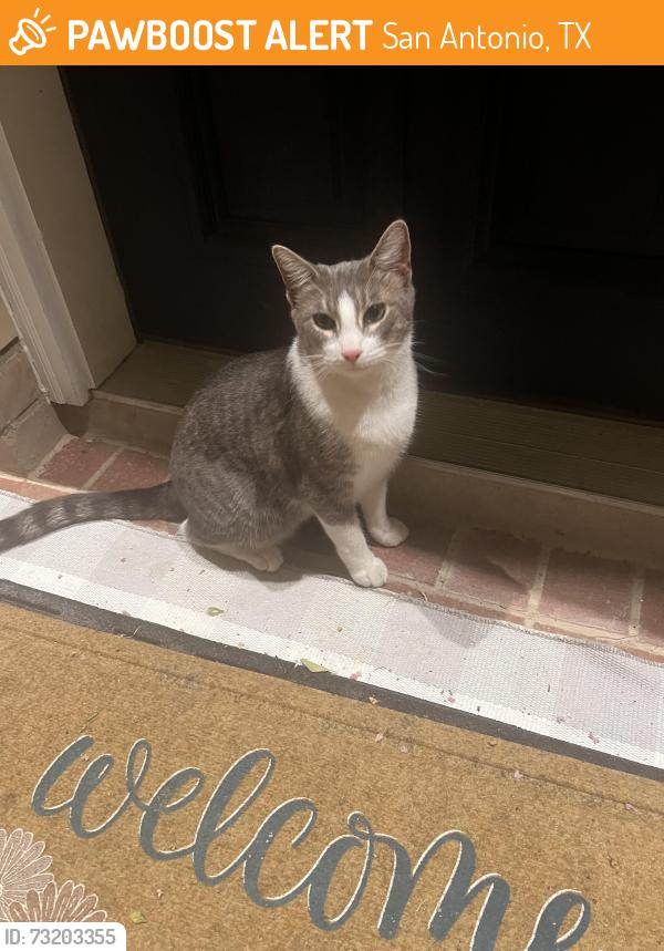 Found/Stray Female Cat last seen Front porch, San Antonio, TX 78245