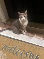 Found/Stray Female Cat last seen Front porch, San Antonio, TX 78245