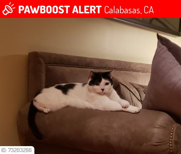 Lost Male Cat last seen Right near AE Wright Middle school and De Anza park on Lost hills road, Calabasas, CA 91301