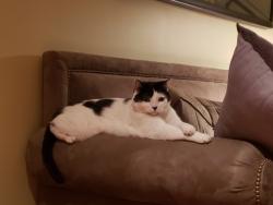 Lost Male Cat last seen Right near AE Wright Middle school and De Anza park on Lost hills road, Calabasas, CA 91301