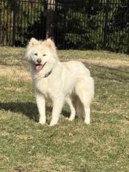 Lost Male Dog last seen Line Rd, Mechanicsburg, Silver Spring Township, PA 17050
