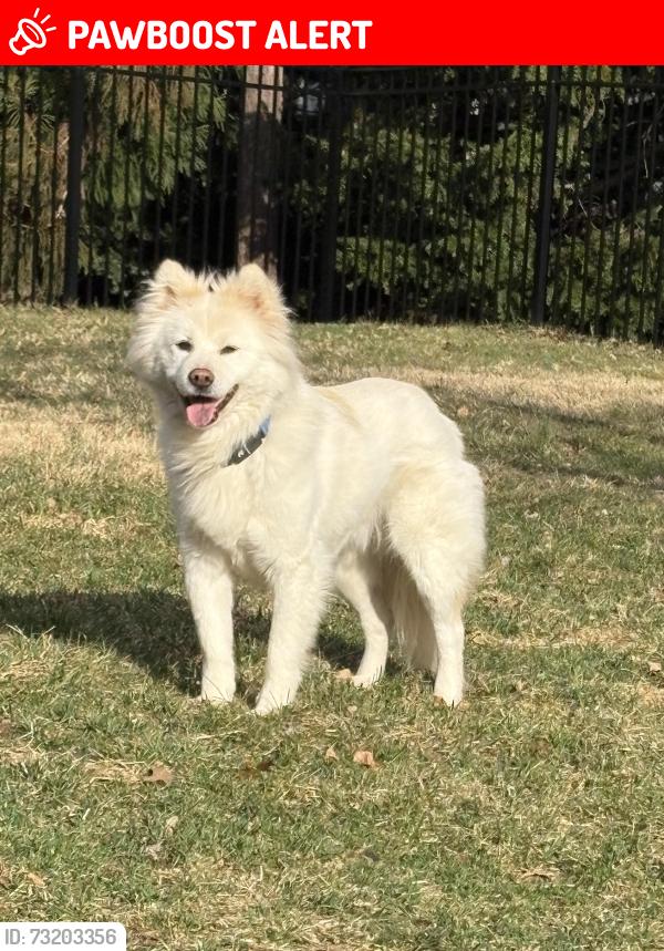 Lost Male Dog last seen Line Rd, Mechanicsburg, Silver Spring Township, PA 17050