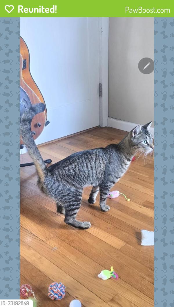 Reunited Male Cat last seen Ocean Ave and Oak bluff ave Stratford ct, Stratford, CT 06615