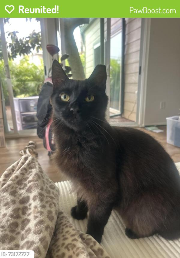 Reunited Male Cat last seen In apt on 1535 Pensacola St, Honolulu, HI 96822