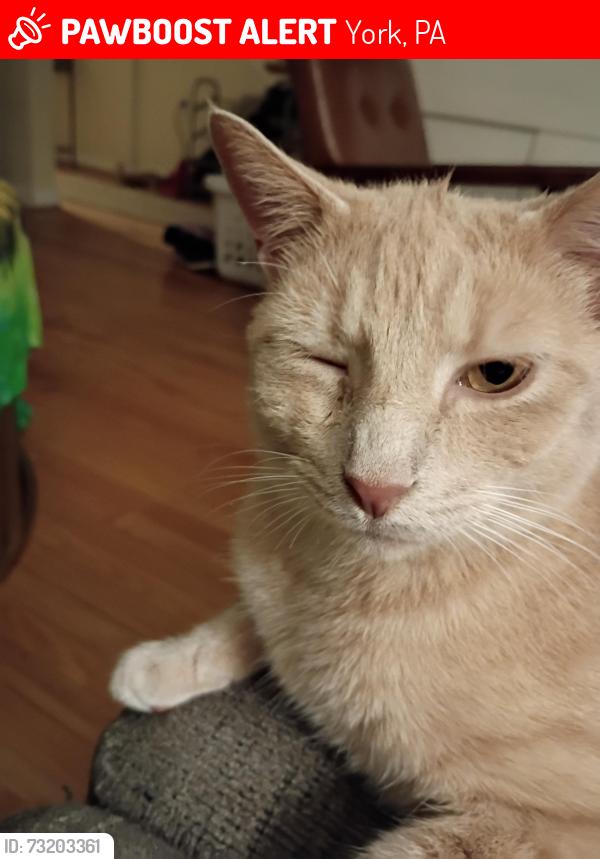 Lost Male Cat last seen Belmont theater, York, PA 17403