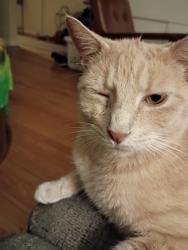 Lost Male Cat last seen Belmont theater, York, PA 17403