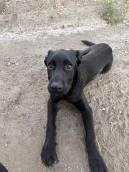 Found/Stray Male Dog last seen Fig, Murrieta, CA 92562