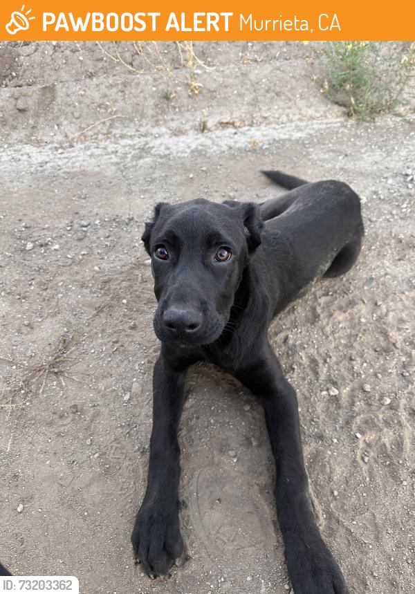Found/Stray Male Dog last seen Fig, Murrieta, CA 92562