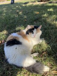 Lost Female Cat last seen Off Mississippi and Cantrell, Little Rock, AR 72227