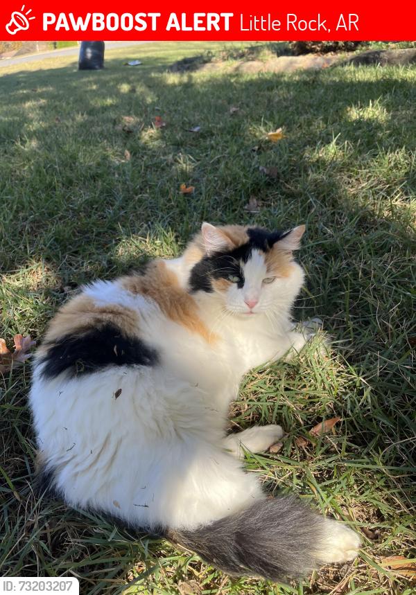 Lost Female Cat last seen Off Mississippi and Cantrell, Little Rock, AR 72227