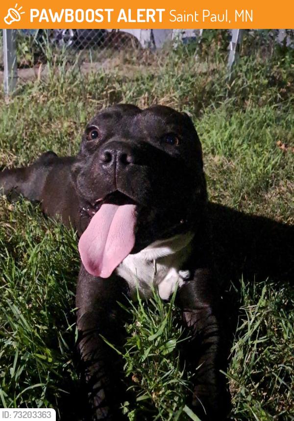 Found/Stray Male Dog last seen Arlington ave east, Saint Paul, MN 55106