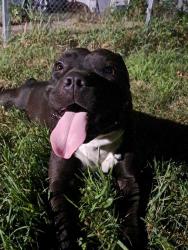 Found/Stray Male Dog last seen Arlington ave east, Saint Paul, MN 55106