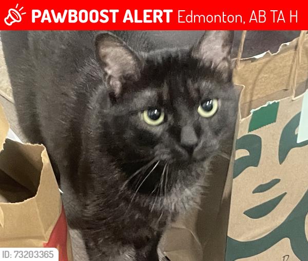 Lost Female Cat last seen Londonderry mall, Edmonton, AB T5A 1H2