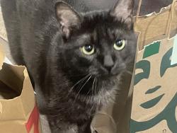Lost Female Cat last seen Londonderry mall, Edmonton, AB T5A 1H2