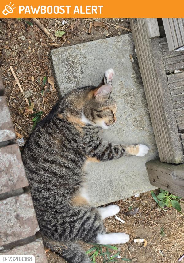 Found/Stray Unknown Cat last seen Rownhams services, North Baddesley, England 