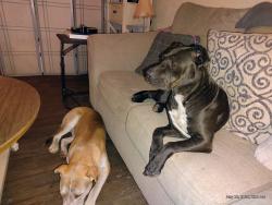 Lost Female Dog last seen Qt @ n cave Creek and e Rose garden, Phoenix, AZ 85024