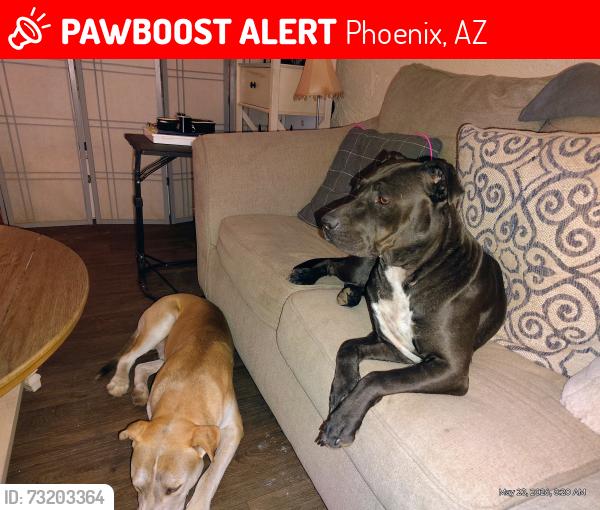 Lost Female Dog last seen Qt @ n cave Creek and e Rose garden, Phoenix, AZ 85024