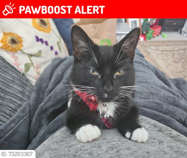 Lost Female Cat last seen Church stretton, Shropshire, England SY6
