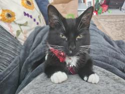 Lost Female Cat last seen Church stretton, Shropshire, England SY6