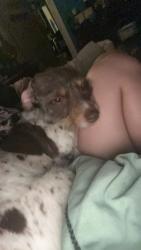 Lost Male Dog last seen Near west 10th street 47302, Muncie, IN 47302
