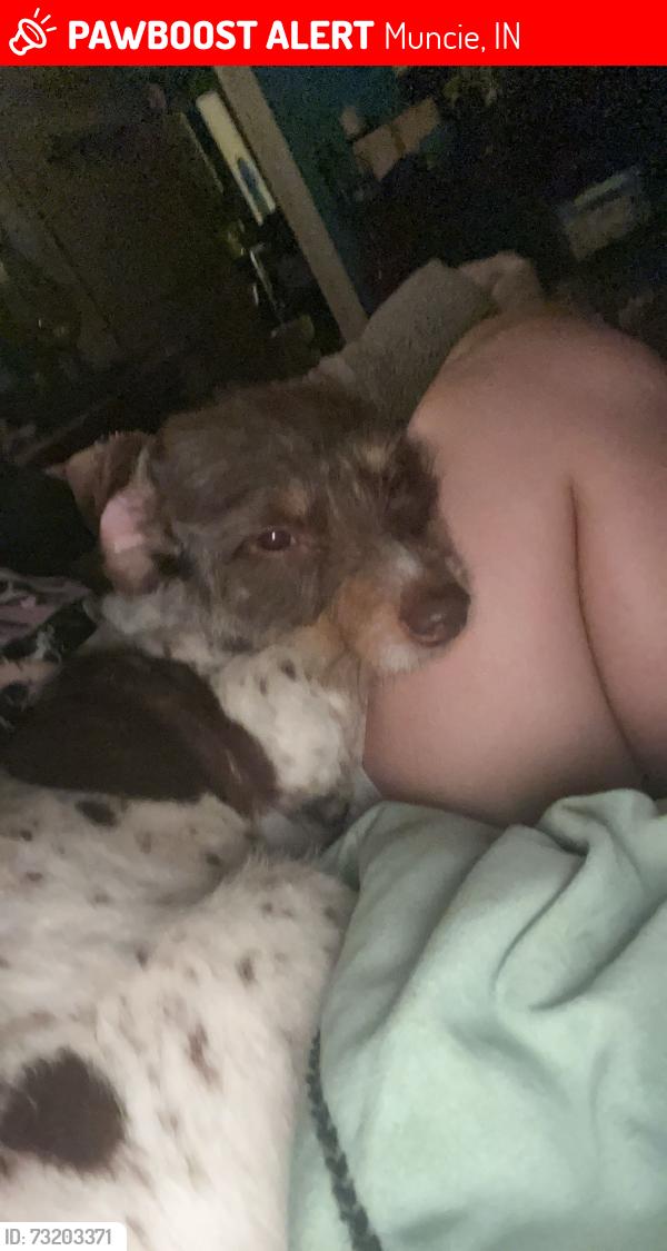 Lost Male Dog last seen Near west 10th street 47302, Muncie, IN 47302