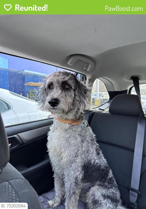 Reunited Male Dog last seen Near street and 50th street, Edmonton, AB T6A 1E6