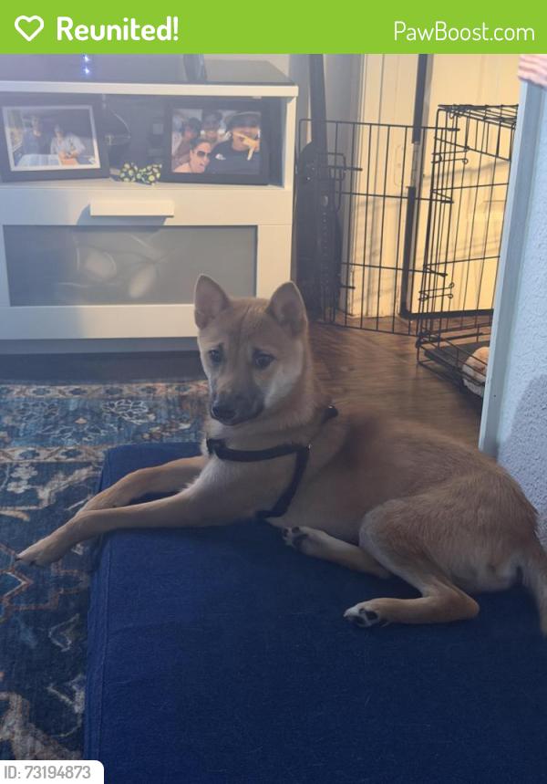 Reunited Male Dog last seen Belcher road and 141st, Largo, FL 33771