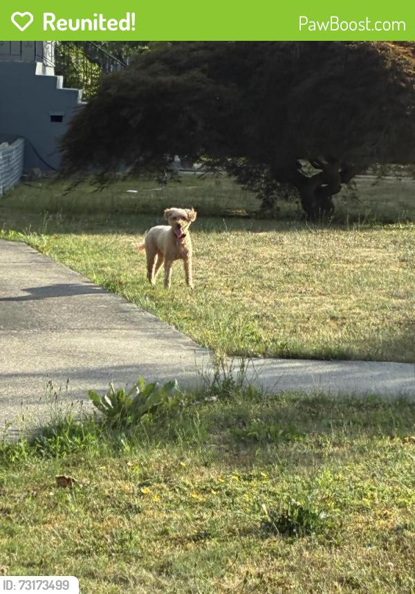 Reunited Unknown Dog last seen Willingdon, Burnaby, BC V5C 3R1