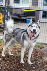 Shelter Stray Female Dog last seen Near Pleasantdale Crossing, 30340, GA, 3280 Chamblee Dunwoody Rd, Chamblee, GA 30341, USA